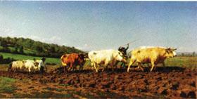 Rosa bonheur Plowing in the Nivernais;the dressing of the vines France oil painting art